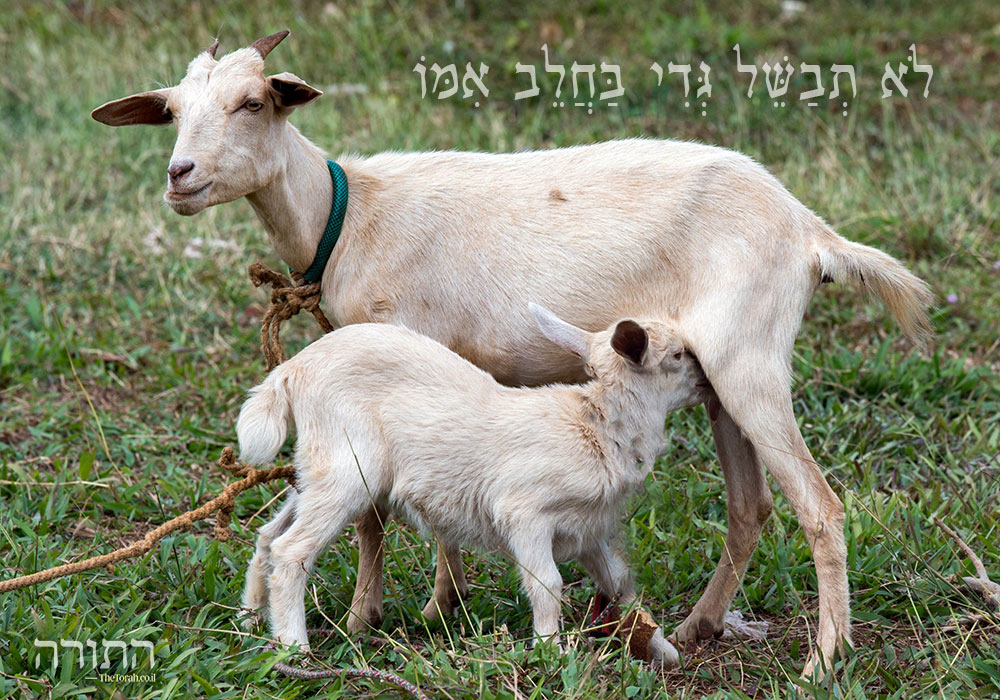 לא תבשל גדי יונק בחלב אמו